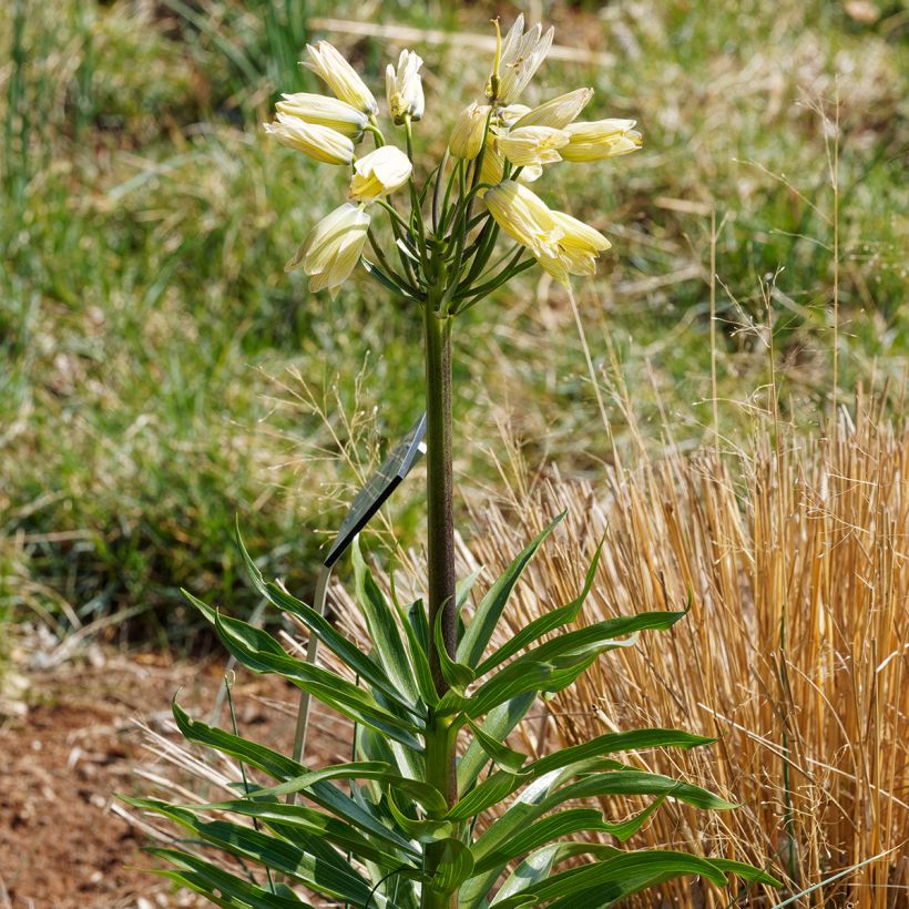 Fritillaria raddeana (Porto)