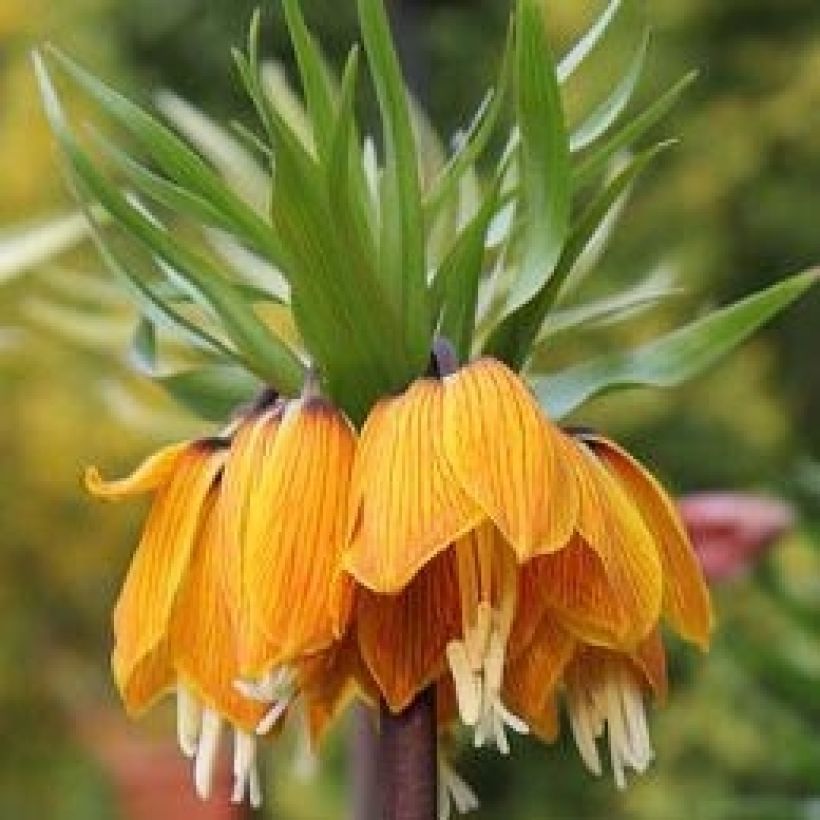 Fritillaria imperialis Striped Beauty - Corona imperiale (Fioritura)