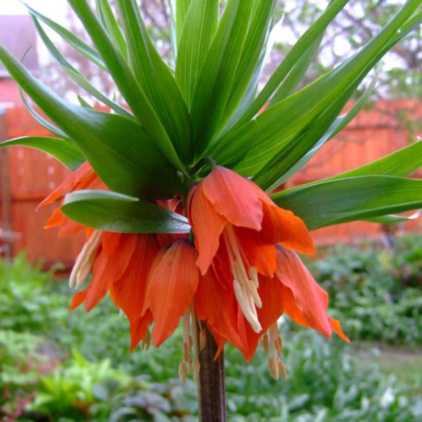 Fritillaria imperialis Rubra - Corona imperiale (Fioritura)