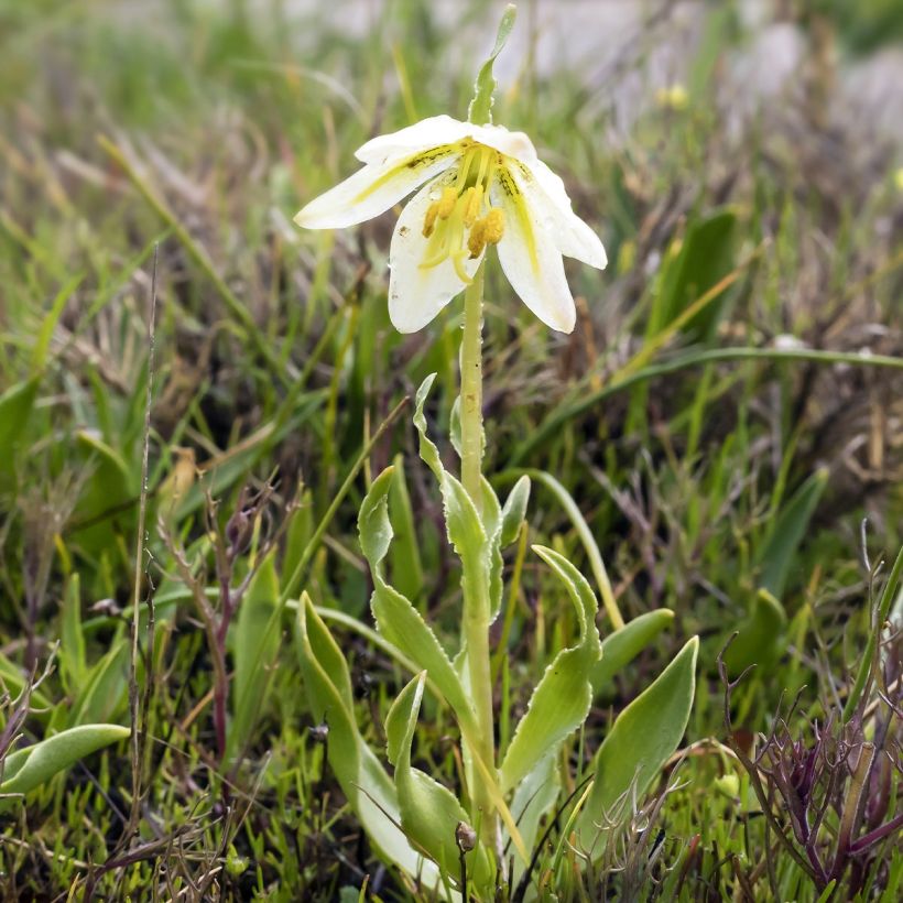 Fritillaria liliacea (Fogliame)