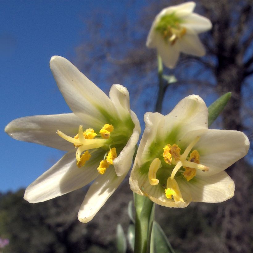 Fritillaria liliacea (Fioritura)