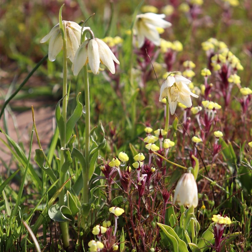 Fritillaria liliacea (Porto)