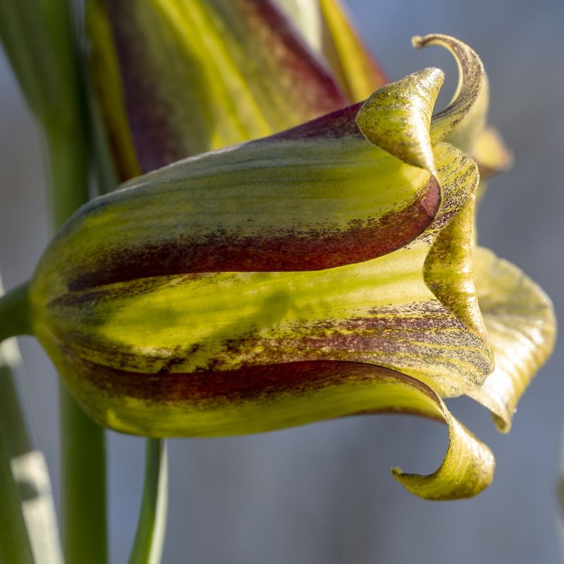 Fritillaria olivieri (Fioritura)