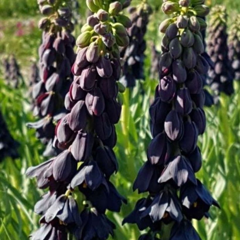 Fritillaria persica Twintowers Tribute - Meleagride persiana (Fioritura)