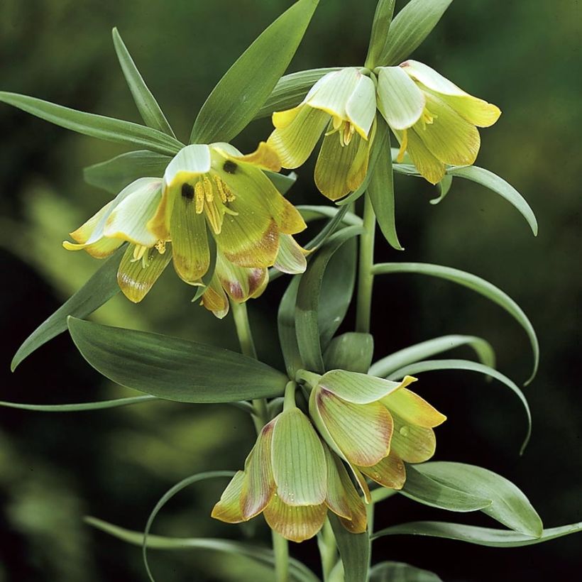 Fritillaria pontica (Fioritura)