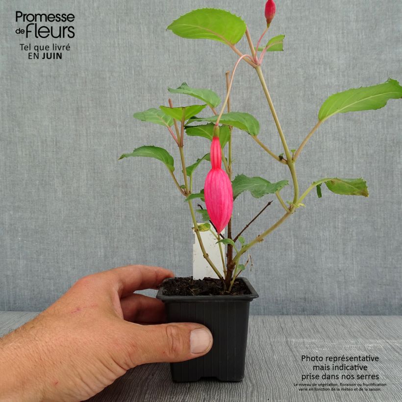 Fuchsia Beacon Rosa - Godet de 8/9 cm esemplare consegnato in primavera