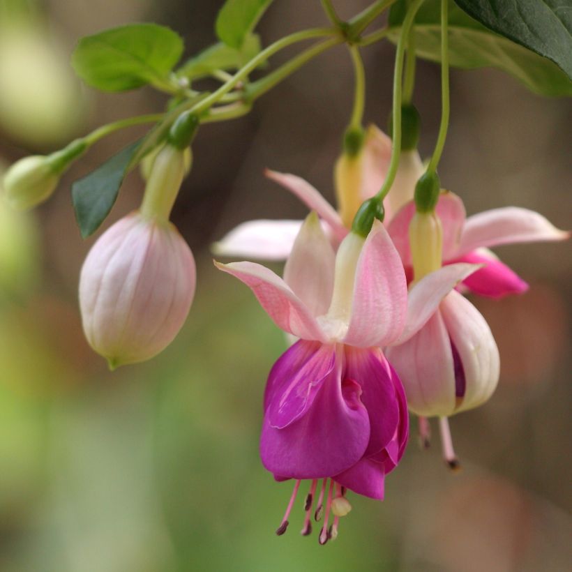 Fuchsia Fuchsia Bella Rosella - Fucsia (Fioritura)