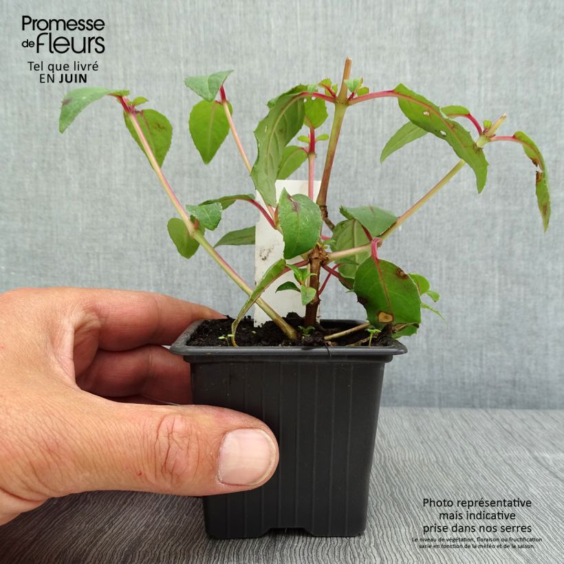 Fuchsia Bernadette - Godet de 8/9 cm esemplare consegnato in primavera