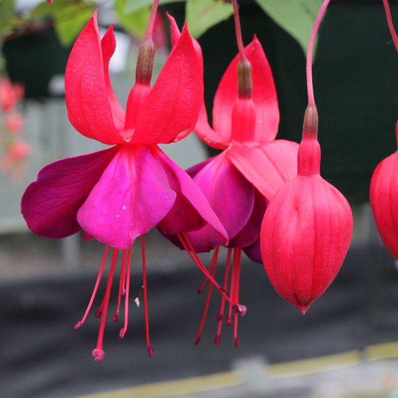 Fuchsia Black Princess - Fucsia (Fioritura)