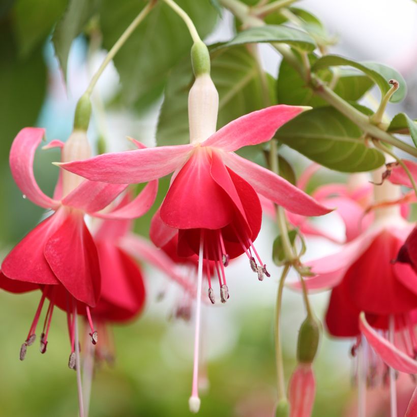 Fuchsia Celia Smedley - Fucsia (Fioritura)