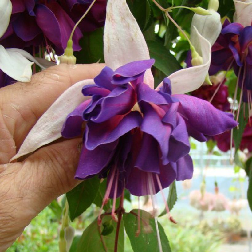 Fuchsia Deep Purple - Fucsia (Fioritura)