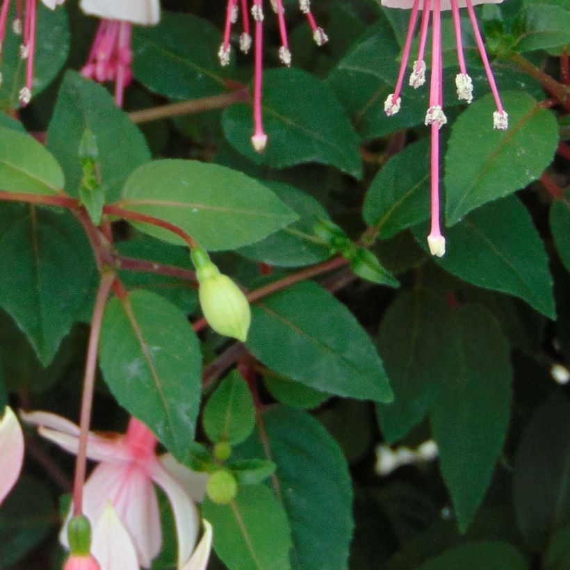 Fuchsia Elma-Hendricks - Fucsia (Fogliame)