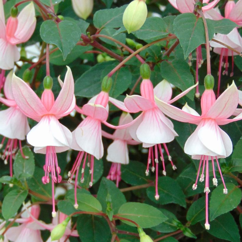 Fuchsia Elma-Hendricks - Fucsia (Fioritura)