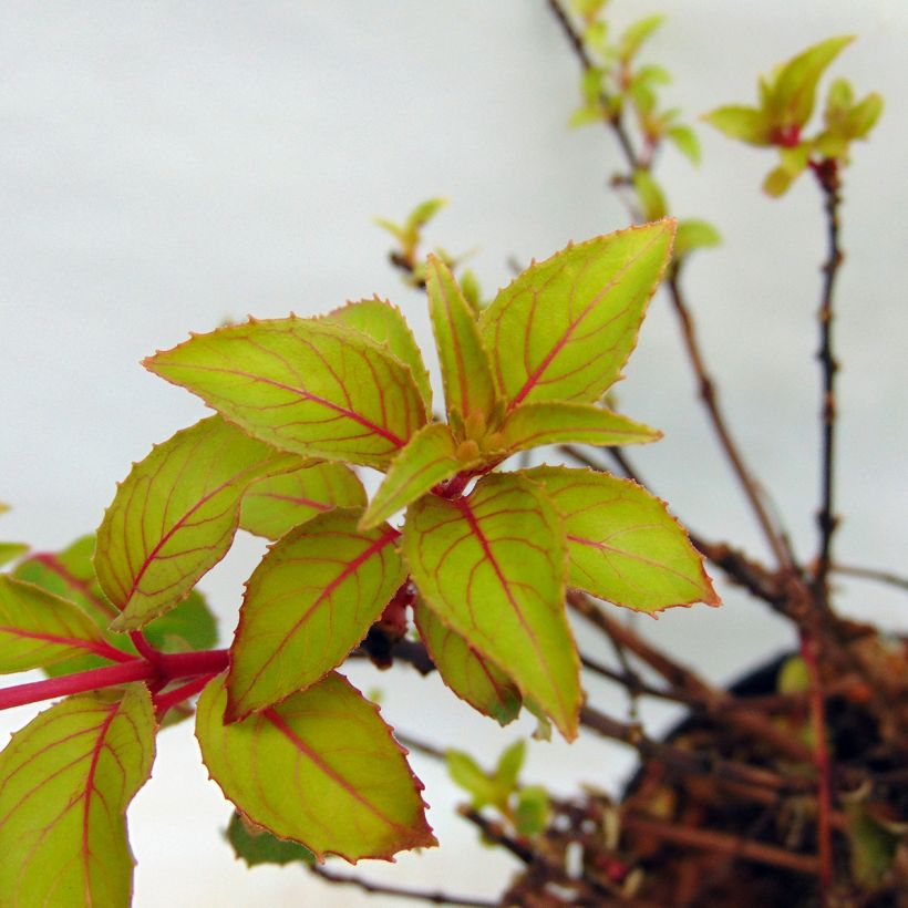 Fuchsia magellanica Genii - Fucsia (Fogliame)