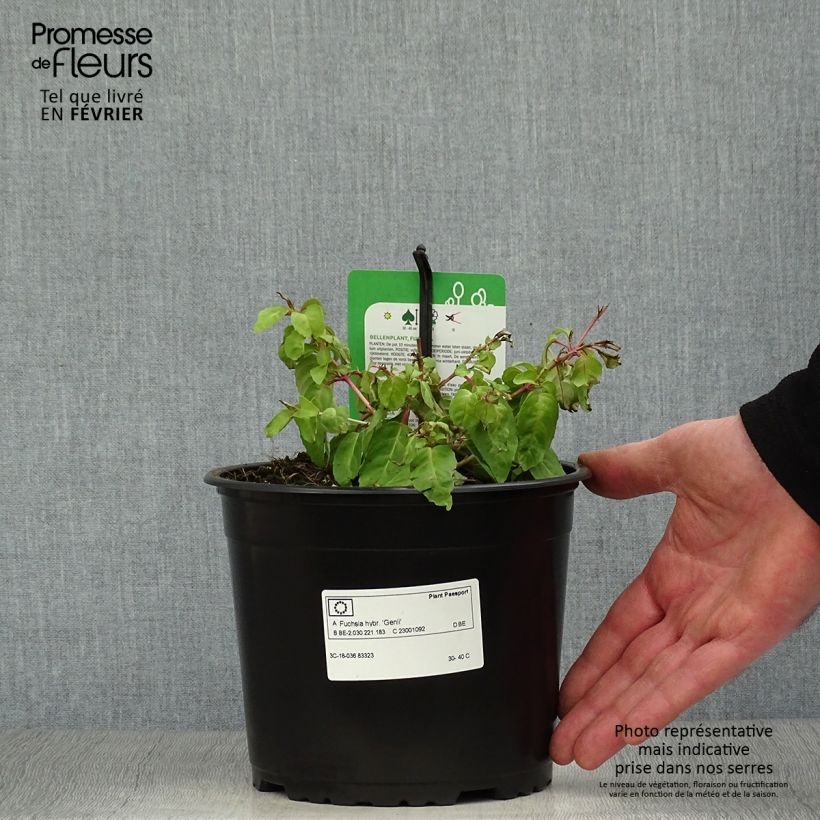 Fuchsia Genii  Pot de 2L/3L esemplare consegnato in inverno