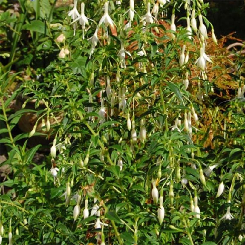 Fuchsia magellanica Hawkshead - Fucsia (Fogliame)