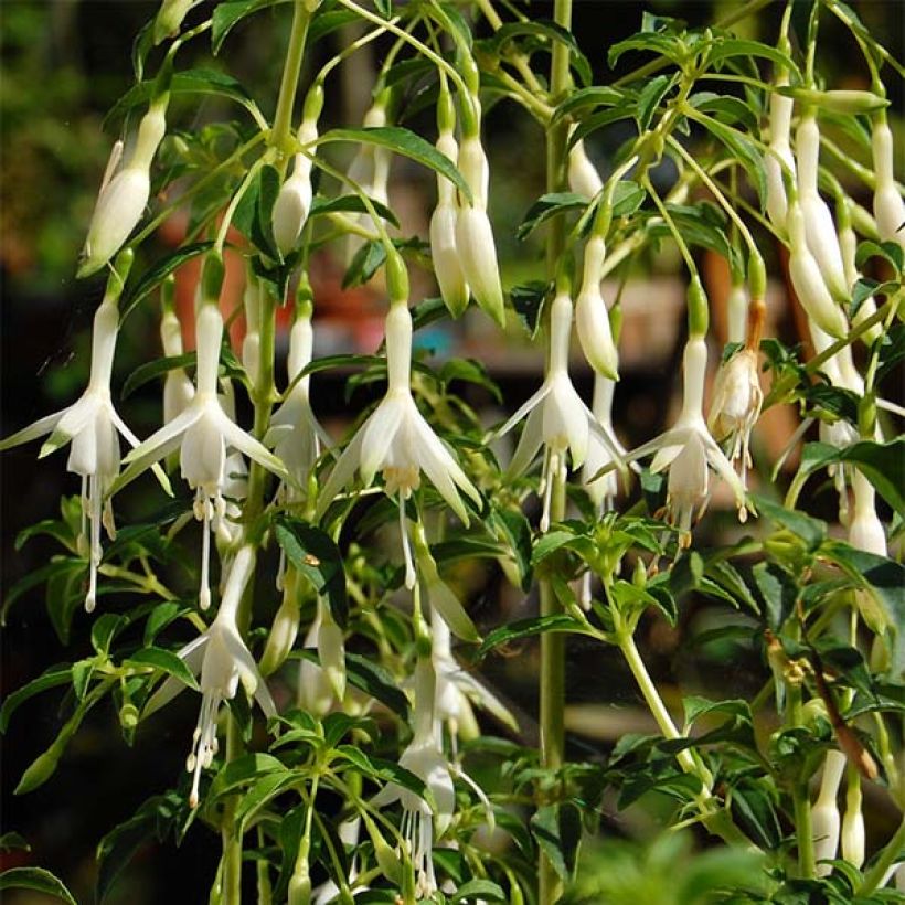 Fuchsia magellanica Hawkshead - Fucsia (Fioritura)