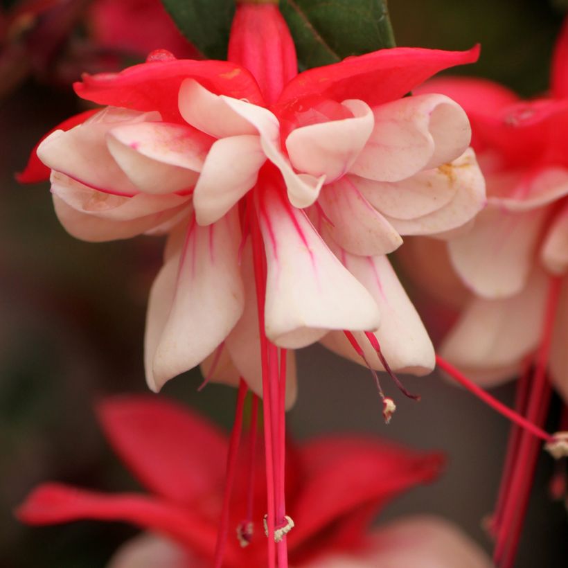 Fuchsia Heidi Weiss - Fucsia (Fioritura)