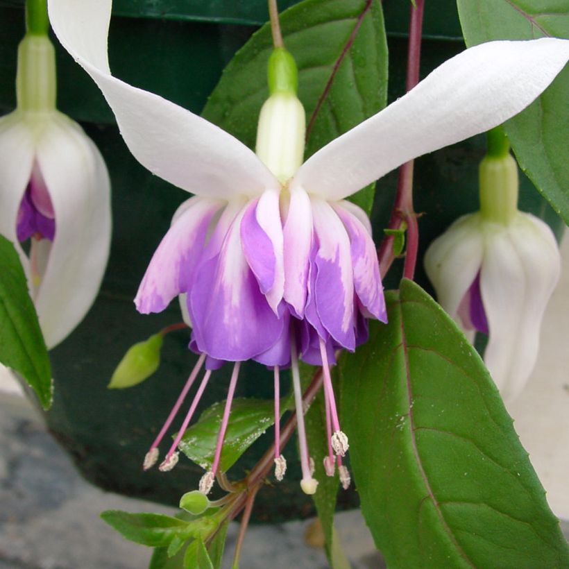 Fuchsia Illusion - Fucsia (Fioritura)