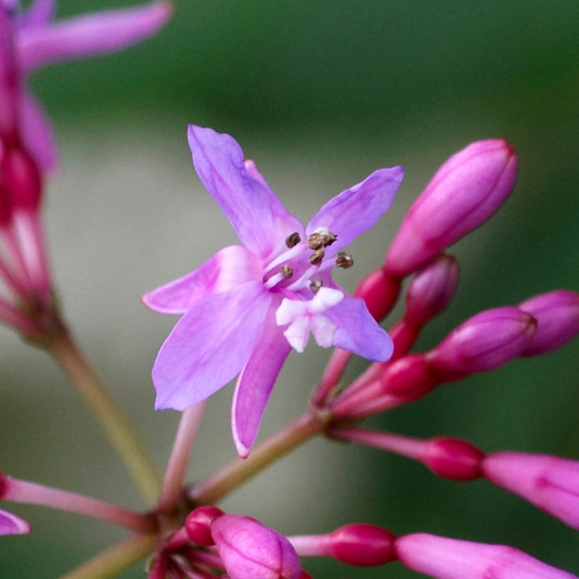 Fuchsia Lechlade Gordon - Fucsia (Fioritura)