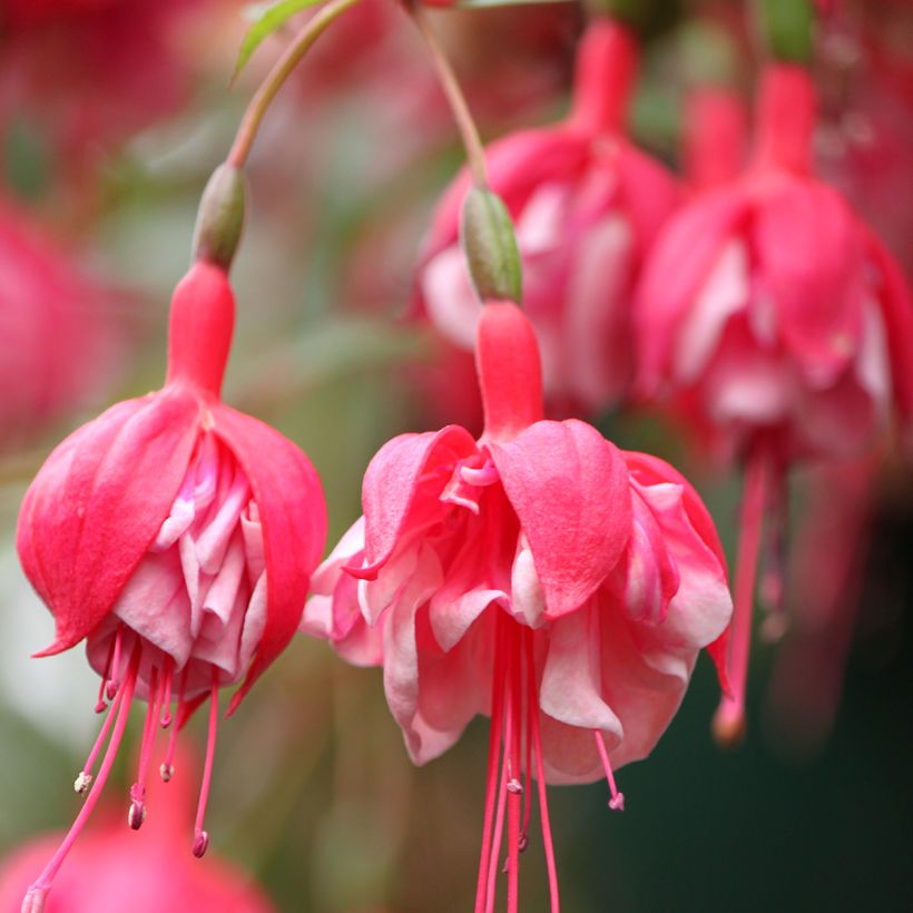 Fuchsia R.A.F - Fucsia (Fioritura)