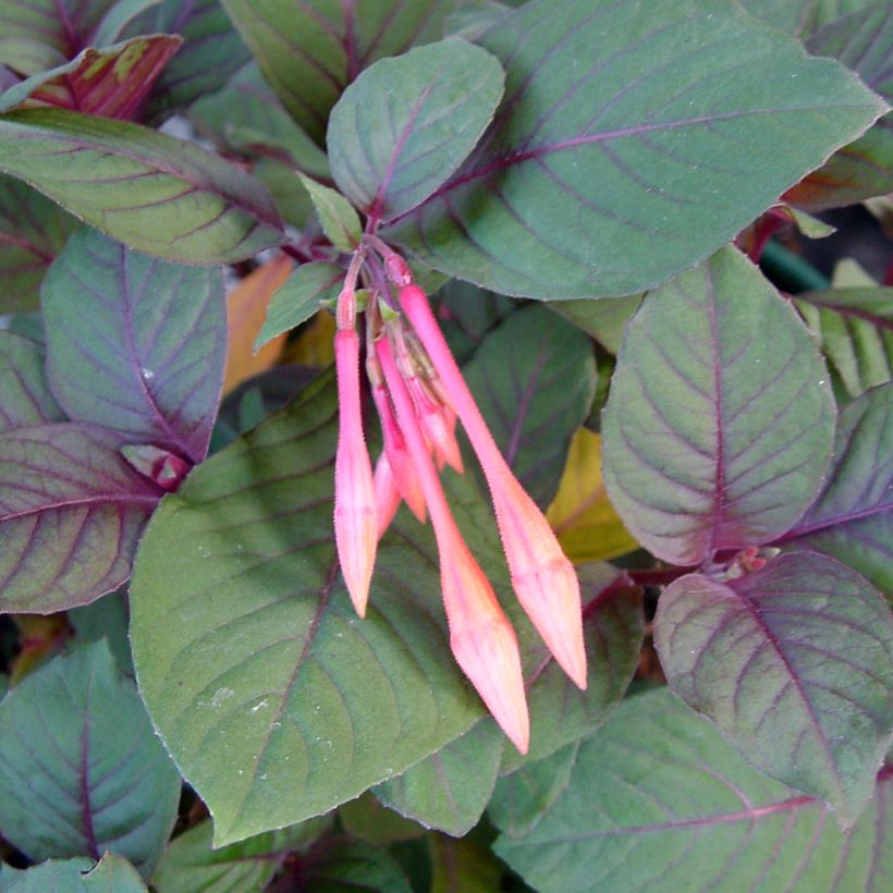 Fuchsia triphylla Thalia - Fucsia (Fogliame)