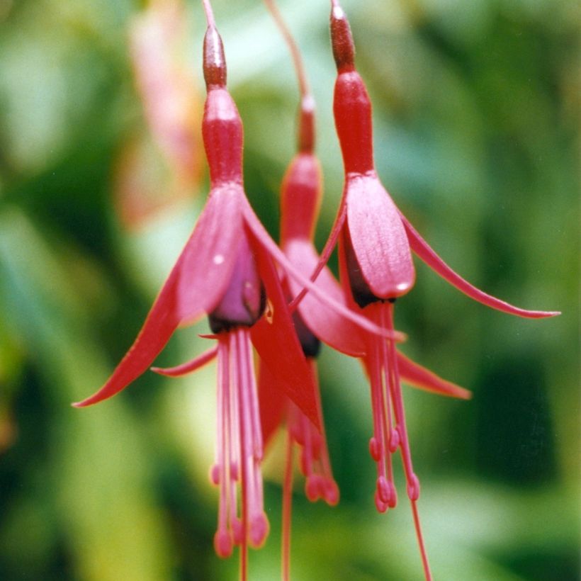 Fuchsia brevilobis - Fucsia (Fioritura)