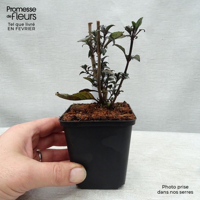 Fuchsia du Cap - Phygelius rectus Blacher (Cherry Ripe) Godet de 9cm esemplare consegnato in inverno