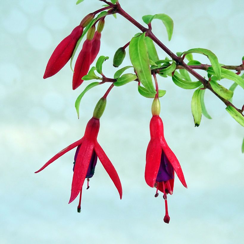 Fuchsia Lady Boothby - Fucsia (Fioritura)