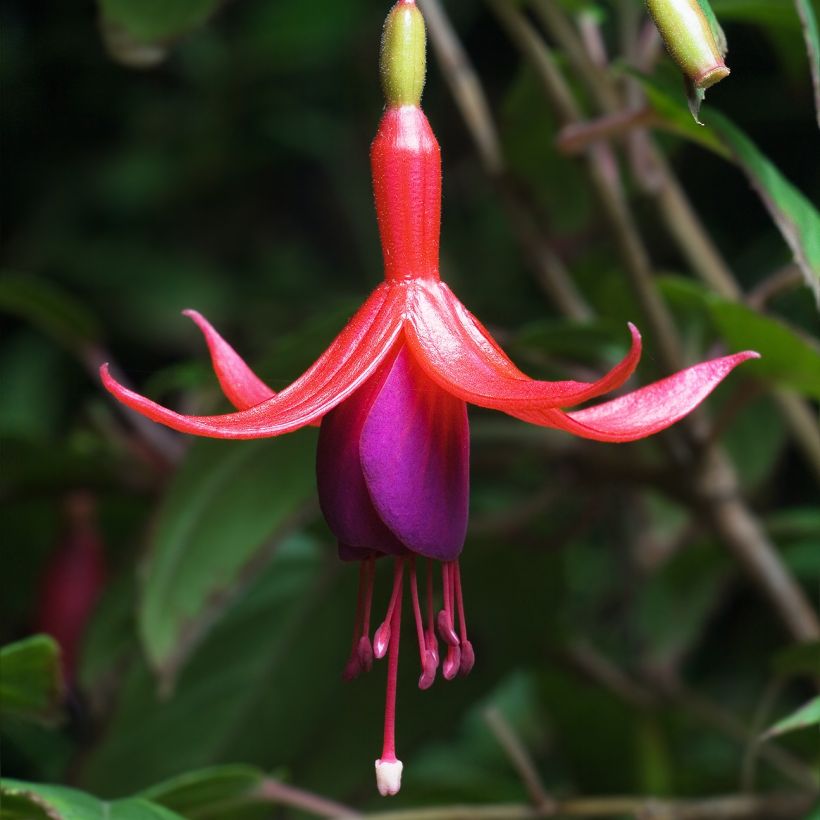 Fuchsia magellanica - Fucsia (Fioritura)