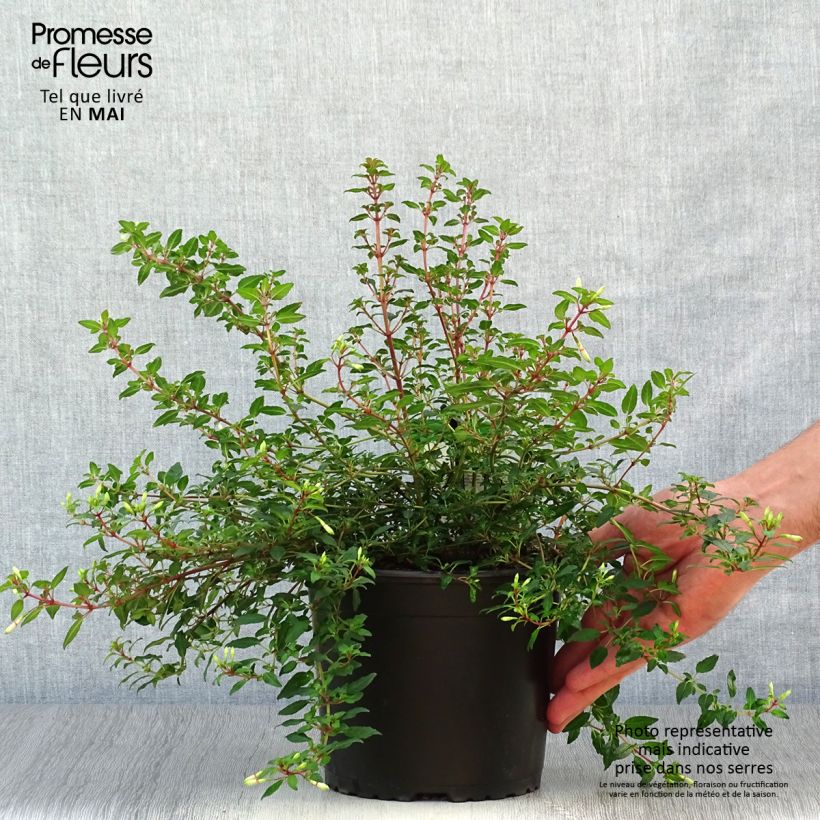 Fuchsia magellanica Arauco Pot de 1,5L/2L esemplare consegnato in primavera