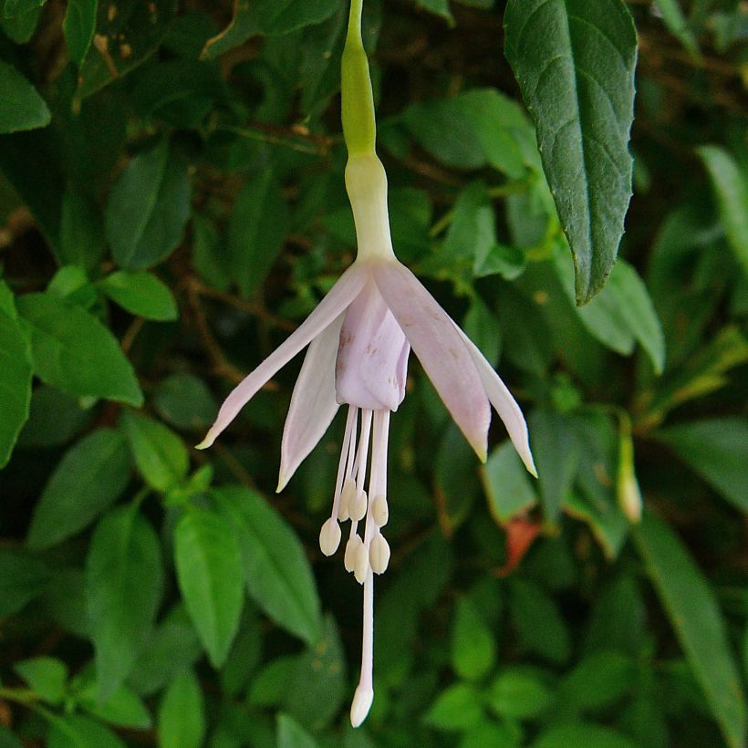 Fuchsia magellanica var. molinae - Fucsia (Fioritura)