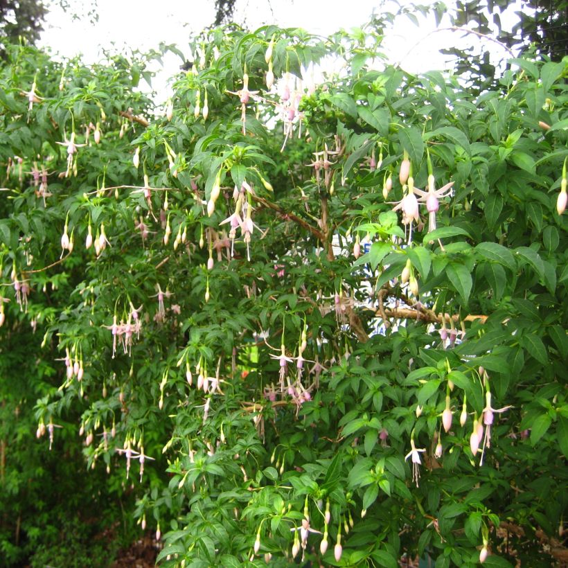 Fuchsia magellanica var. molinae - Fucsia (Porto)