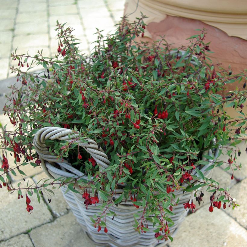 Fuchsia magellanica Pumila - Fucsia (Porto)