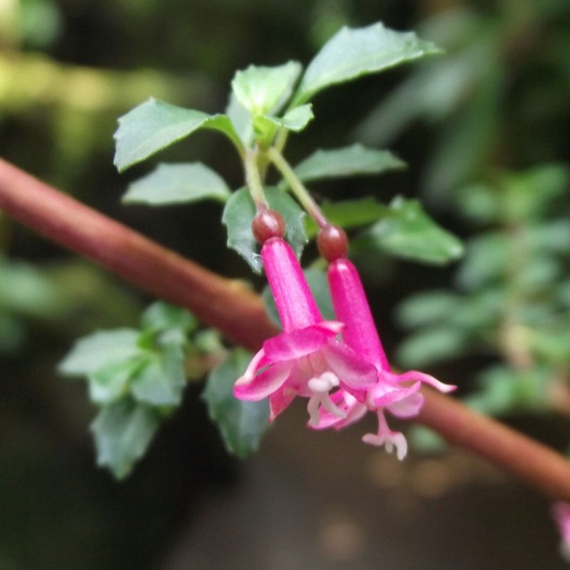 Fuchsia microphylla subsp. microphylla - Fucsia (Fioritura)