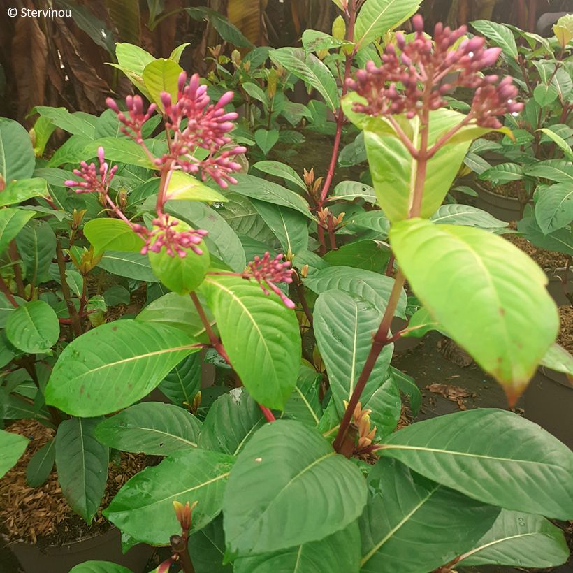 Fuchsia paniculata - Fucsia (Fogliame)