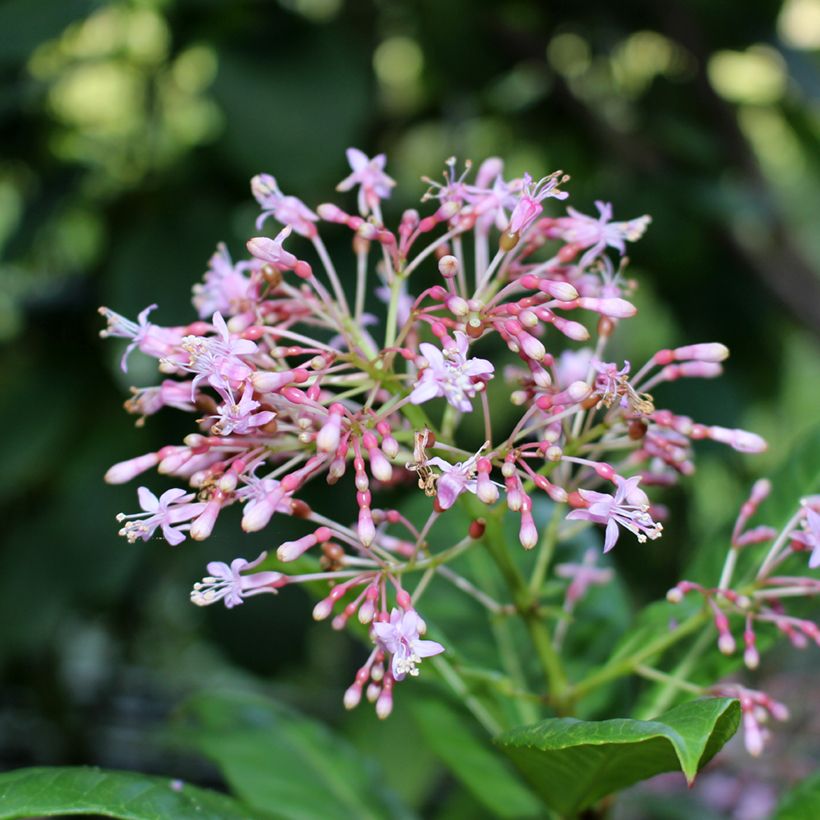 Fuchsia paniculata - Fucsia (Fioritura)