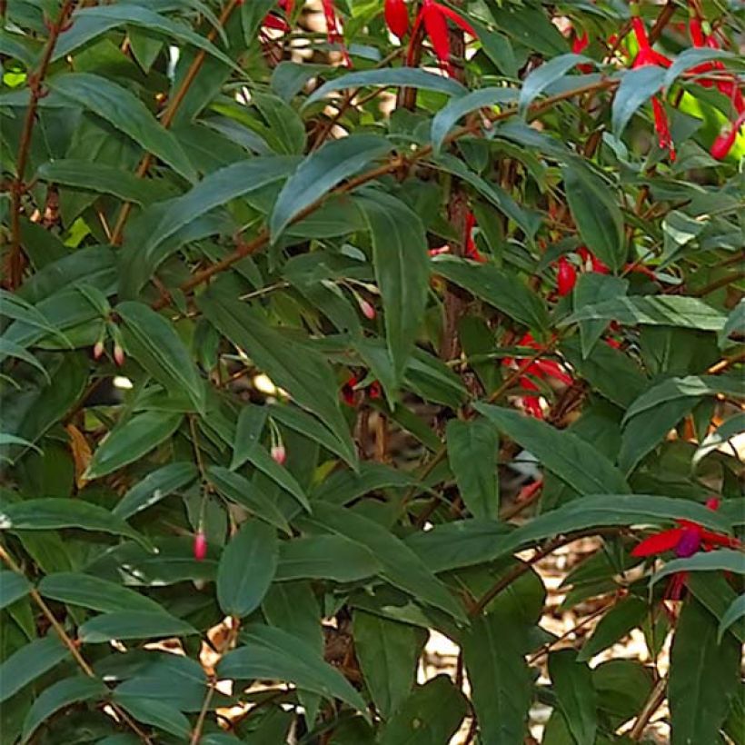 Fuchsia regia Reitzii - Fucsia (Fogliame)