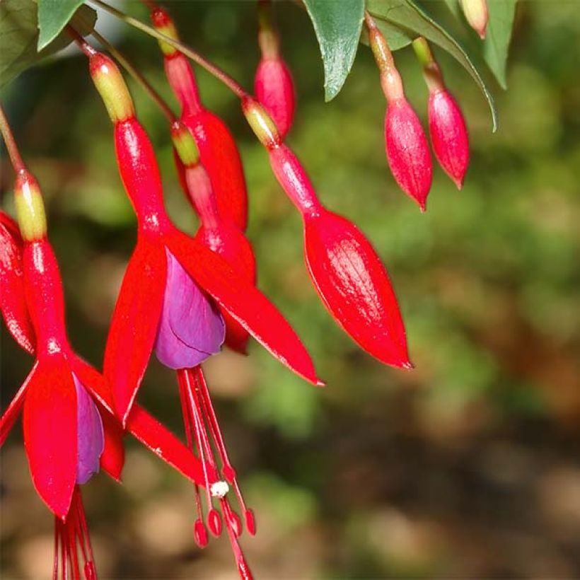 Fuchsia regia Reitzii - Fucsia (Fioritura)