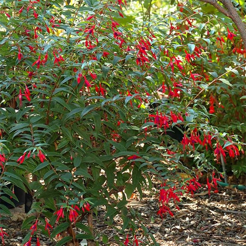 Fuchsia regia Reitzii - Fucsia (Porto)