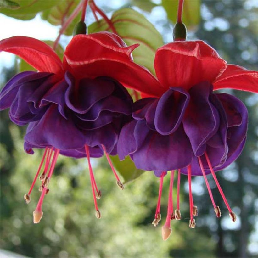 Fuchsia Dark Eyes - Fucsia (Fioritura)