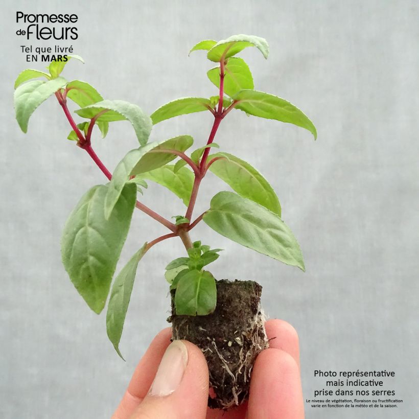 Fuchsia retombant Rohees Millenium  Mini-motte 4 cm esemplare consegnato in primavera