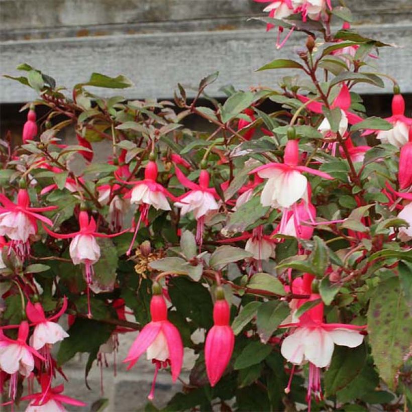 Fucsia Alice Hoffman (Fioritura)