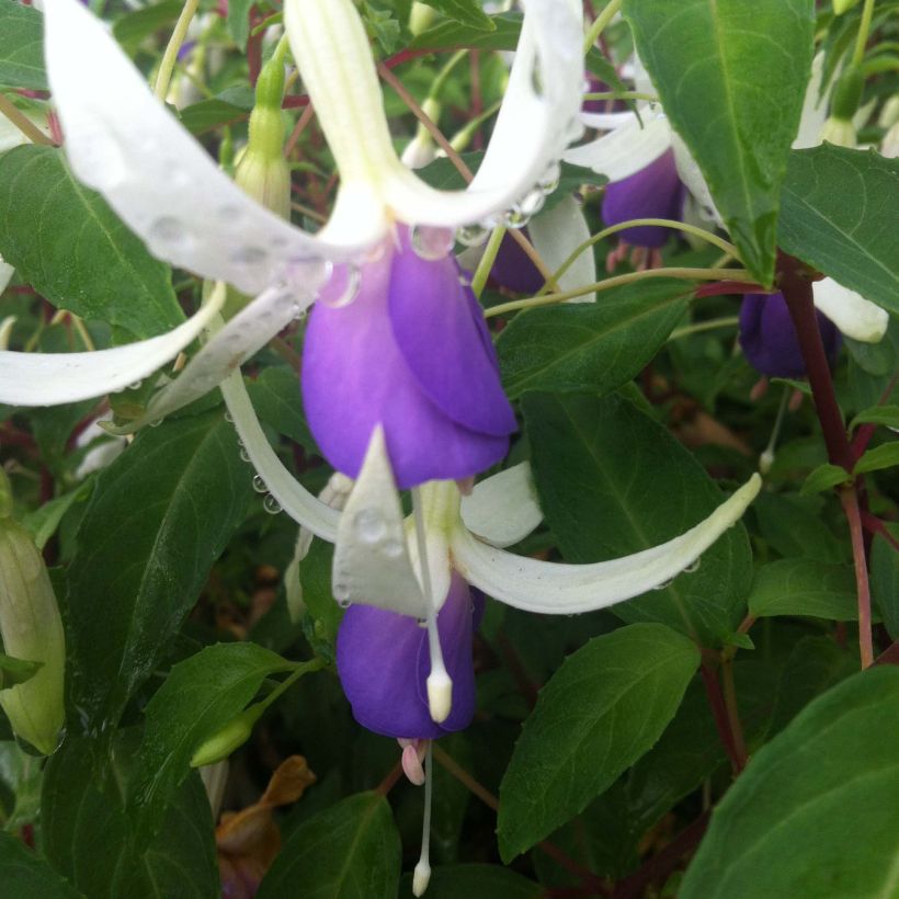 Fuchsia Blue Sarah - Fucsia (Fioritura)