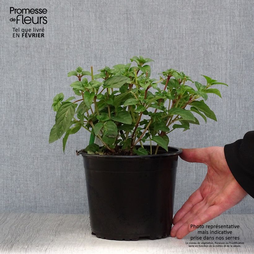 Fuchsia rustique Constance Pot de 2L/3L esemplare consegnato in inverno