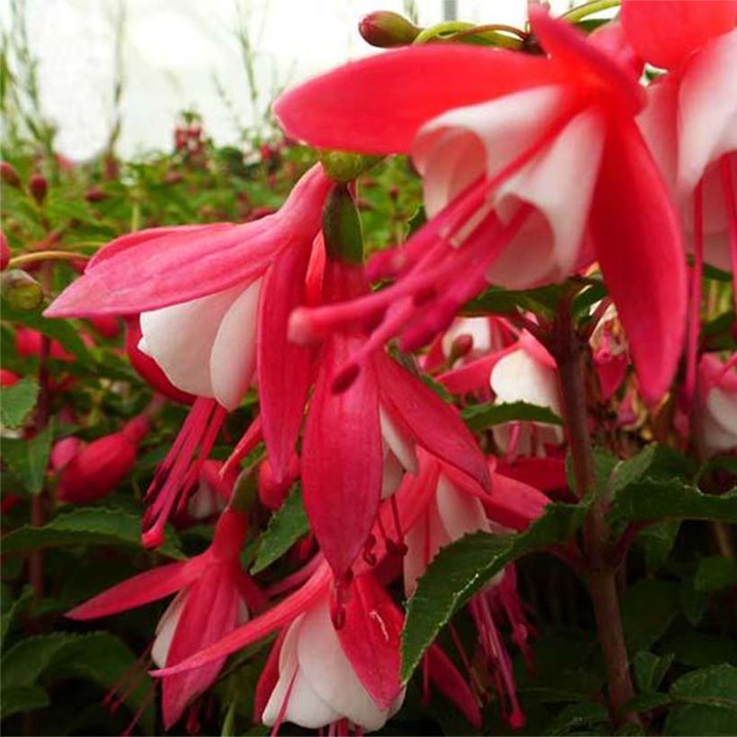 Fuchsia Lady Thumb - Fucsia (Fioritura)