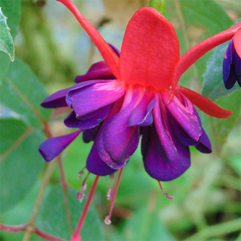 Fuchsia Princess Dollar - Fucsia (Fioritura)