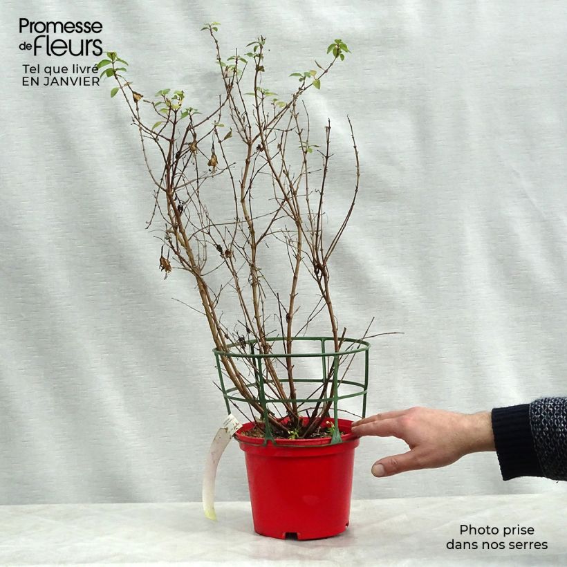 Fuchsia rustique Tom Thumb (Tom Pouce) en pot de 2/3L esemplare consegnato in inverno