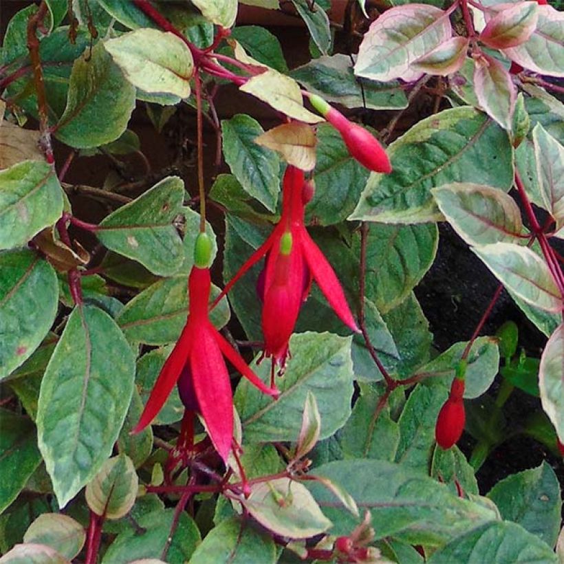 Fuchsia Tom West - Fucsia (Fioritura)