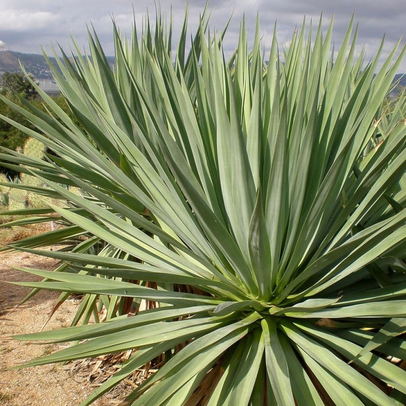 Furcraea bedinghausii - Furcraea blu (Fogliame)